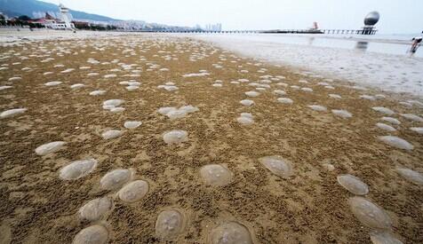 烟台市海水浴场附近海滩大量水母退潮后搁浅在沙滩上-3158财富安徽