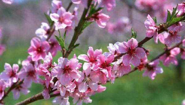 【2015广州萝岗香雪梅花节】2015广州萝岗香雪梅花节时间,地点,门票