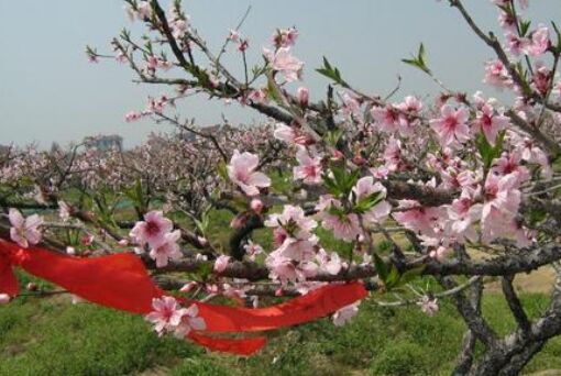 2015凤桥桃花节地址:嘉兴市凤桥镇三星村,开幕式在梅花洲景区