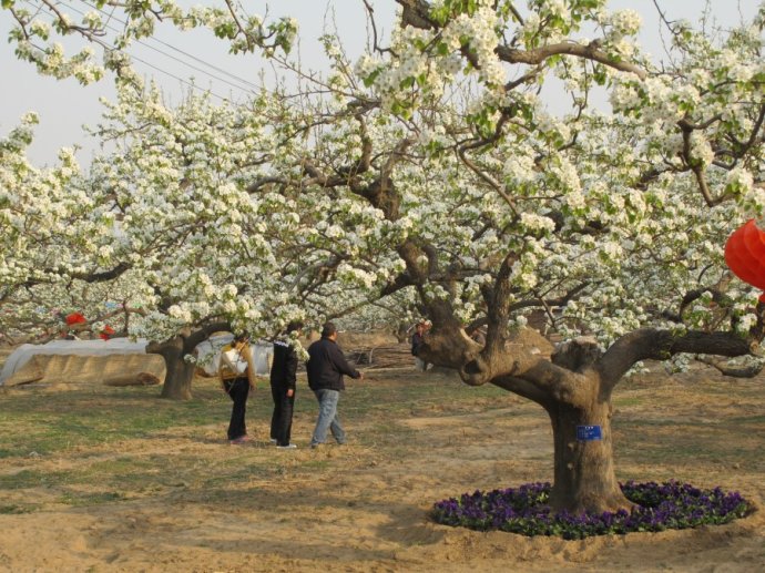 【2015涿州梨花节】2015涿州梨花节时间,地点,2015涿州梨花节门票