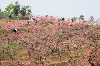 地点,门票,2015仙牙桃花节什么时候?