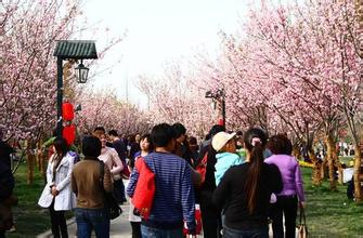 【从化樱花节】2015从化樱花节时间,地点,门票,2015从化樱花节门票