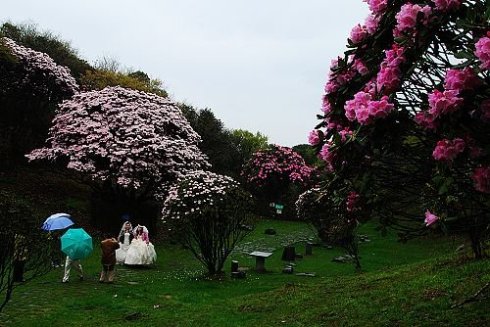 地点,门票,2015南川金佛山杜鹃花节什么时候?