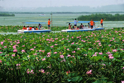 2015淮阳荷花节地点:淮阳龙湖国家湿地公园