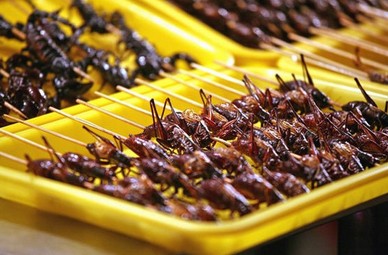 世界各地超级恐怖的虫子大餐