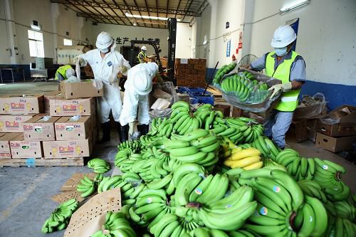 深圳销毁61吨菲律宾香蕉-3158餐饮网
