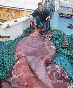 深海巨怪大王酸浆鱿惊现南极洲 触手长度超过1米