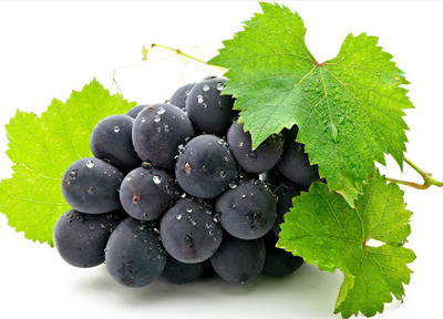 百岁葡萄树每颗葡萄10元-3158餐饮网