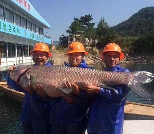 千岛湖巨型青鱼重达180斤