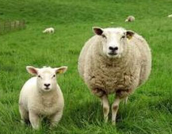  给未成年羊打码  羊宝宝为什么需要被打码-315