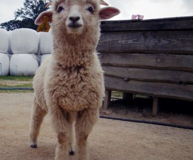  给未成年羊打码  羊宝宝为什么需要被打码-315