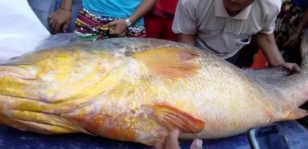  土豪缅甸 18万 买天价鱼  一条普普通通的鱼何以