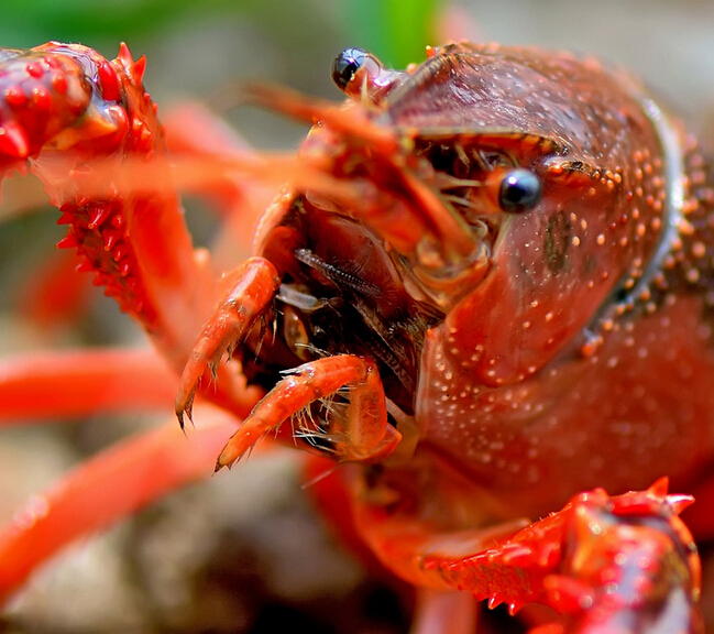 杭州农都水产市场 淡水小龙虾批发价格-3158餐
