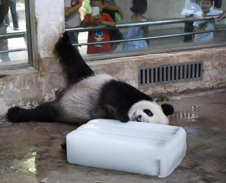 36度高温下 武汉大熊猫抱冰块打滚成网红