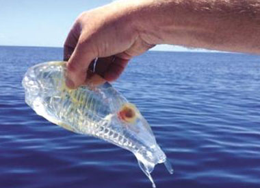 海鞘是透明的鱼吗?