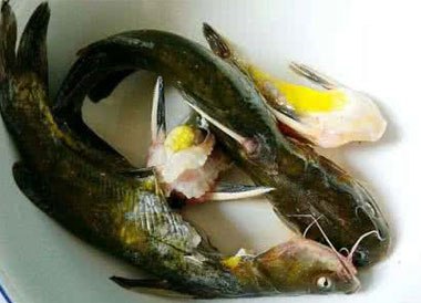 黄刺鱼多少钱一斤?野生黄刺鱼多少钱一斤?