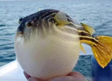 河鲀可以养吗?河鲀有毒为什么还要吃?