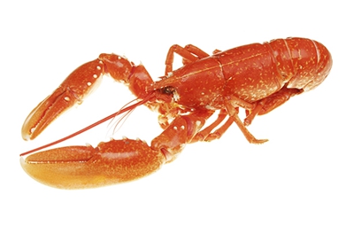 澳洲龙虾_澳洲大红龙虾_澳洲母龙虾-圈子花园图片