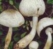 各式蘑菇