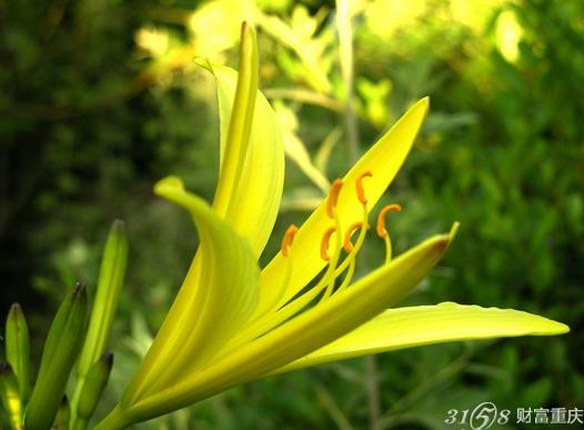 被誉为"七蕊黄花"的璧山黄花菜