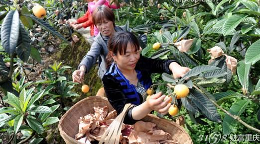 2014重庆江南枇杷节开幕了