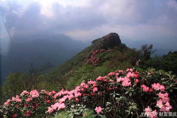 2015光雾山杜鹃花节什么时间开始?(地点 交通 门票)