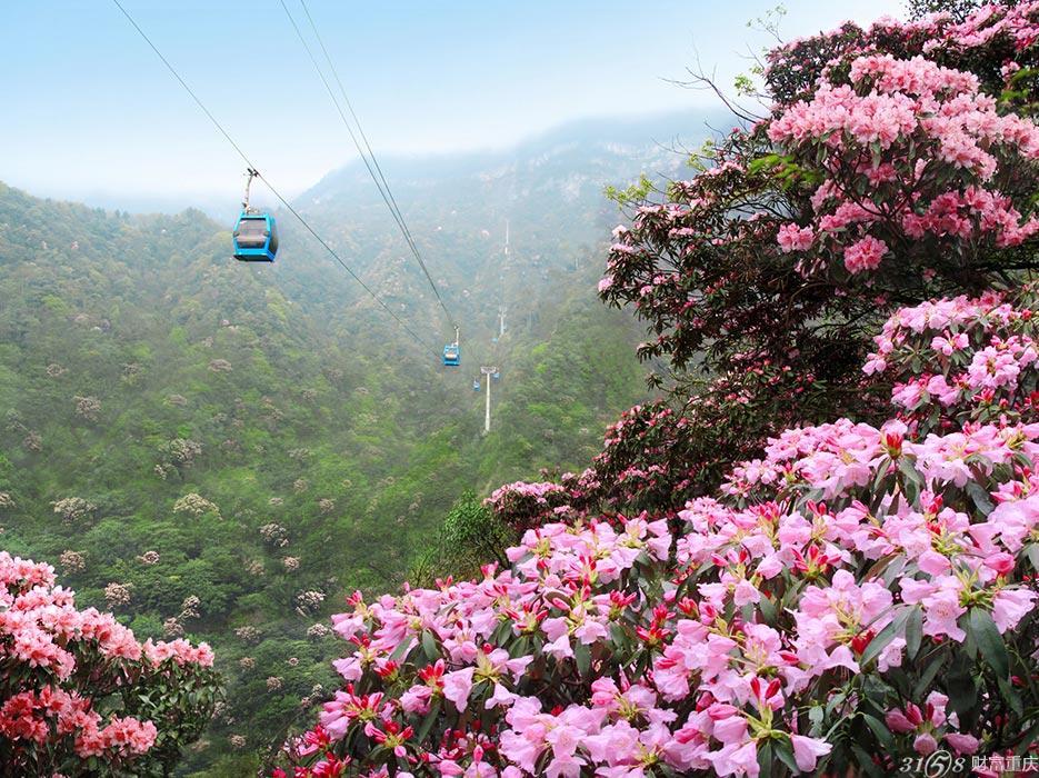 2015金佛山杜鹃花节时间 地点 交通线路 最佳景点推介