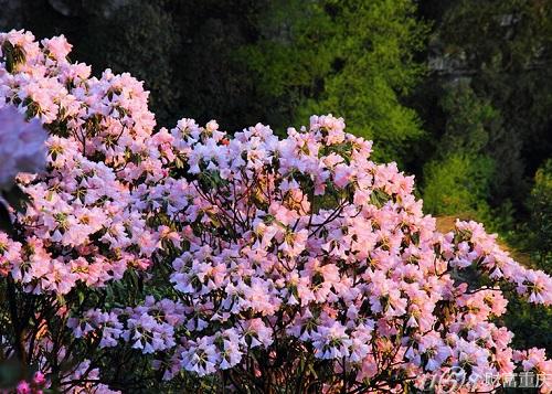 2015金佛山杜鹃花节时间 地点 交通线路 最佳景点推介