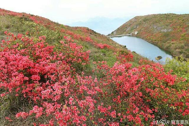 2015台州温岭上堡山杜鹃花节时间:每年的4月至5月 2015台州温岭上堡山杜鹃花节地点:台州温岭温西大球上保村 2015台州温岭上堡山杜鹃花节门票:暂无信息 2015台州温岭上堡山杜鹃花节最佳观赏点: