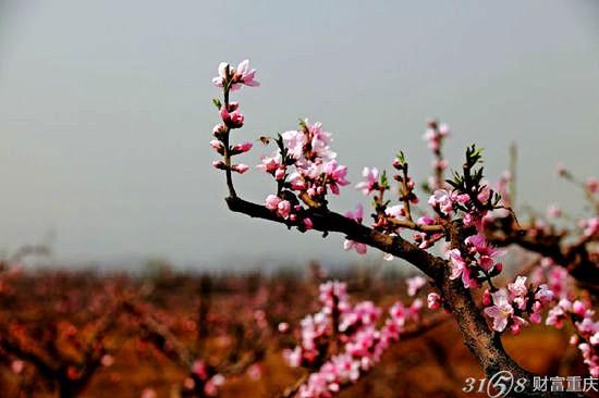 2015阳泉桃林沟桃花节什么时候开始都有哪些好玩的