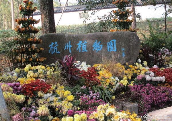 本文将为大家带来2015杭州植物园菊花展时间,地点,门票以及相关资讯