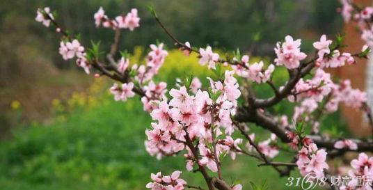 2016上海南汇桃花节时间-地点-门票及相关资讯介绍