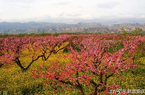 民和桃花节