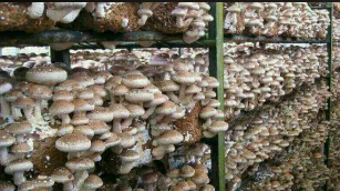 中盛永基有谁加盟过吗?加盟政策怎样费用多少