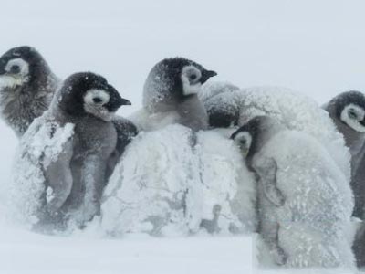 企鹅也会怕冷吗 暴风雪中抱团取暖显萌态