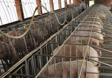 农村最好的创业项目:热门养殖项目助你成功-3