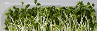 县城加盟菜立方芽苗菜一共要多少钱?总投资高吗