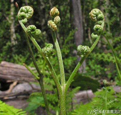 天然野生蕨菜 黑龙江特产