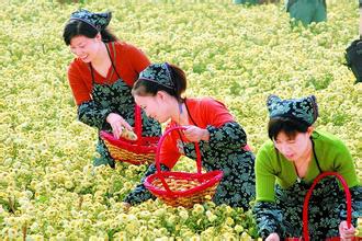 2014桐乡菊花节时间,地点,交通,特产