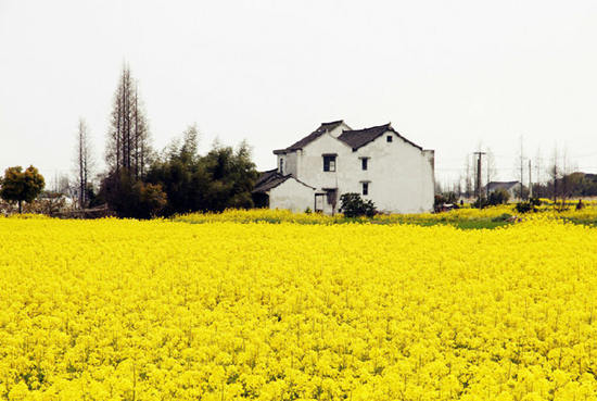 2015奉贤油菜花节活动,2015奉贤菜花节拍照攻略