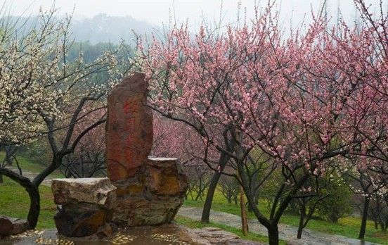 2015中南百草园梅花节看点,2015中南百草园梅花节活动
