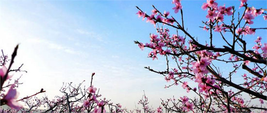 【沂水泉庄桃花节】2015沂水泉庄桃花节时间,地点,门票