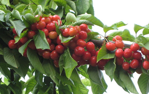 2015秦皇岛樱桃节是几月几日?2015秦皇岛樱