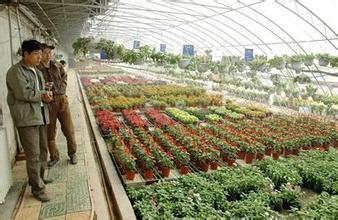 农村加工厂致富项目:水生花卉的栽培-3158财富