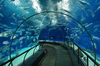 2015上海儿童节去哪玩?上海海洋水族馆