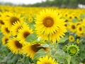 2018年立夏是几月几日 立夏具体时间是什么时候