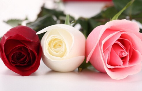 玫瑰花的花语大全 七夕情人节必知