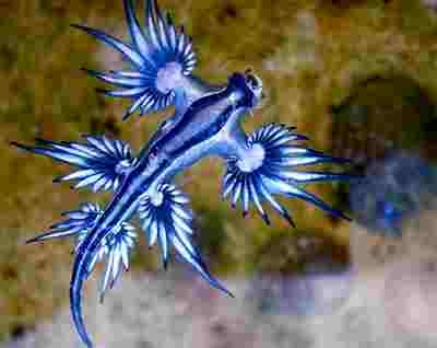 澳海滩现奇特蓝色生物是什么生物?有毒吗?