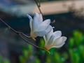 春分节气吃什么养生好