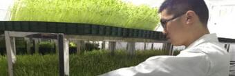 种植菜立方芽苗菜投资多少费用?总部提供什么支持